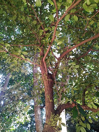 <i>Syzygium branderhorstii</i> Species of plant in the family Myrtaceae