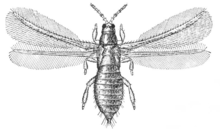Taeniothrips inconsequens adult - AE.png