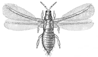 <span class="mw-page-title-main">Thripidae</span> Family of thrips