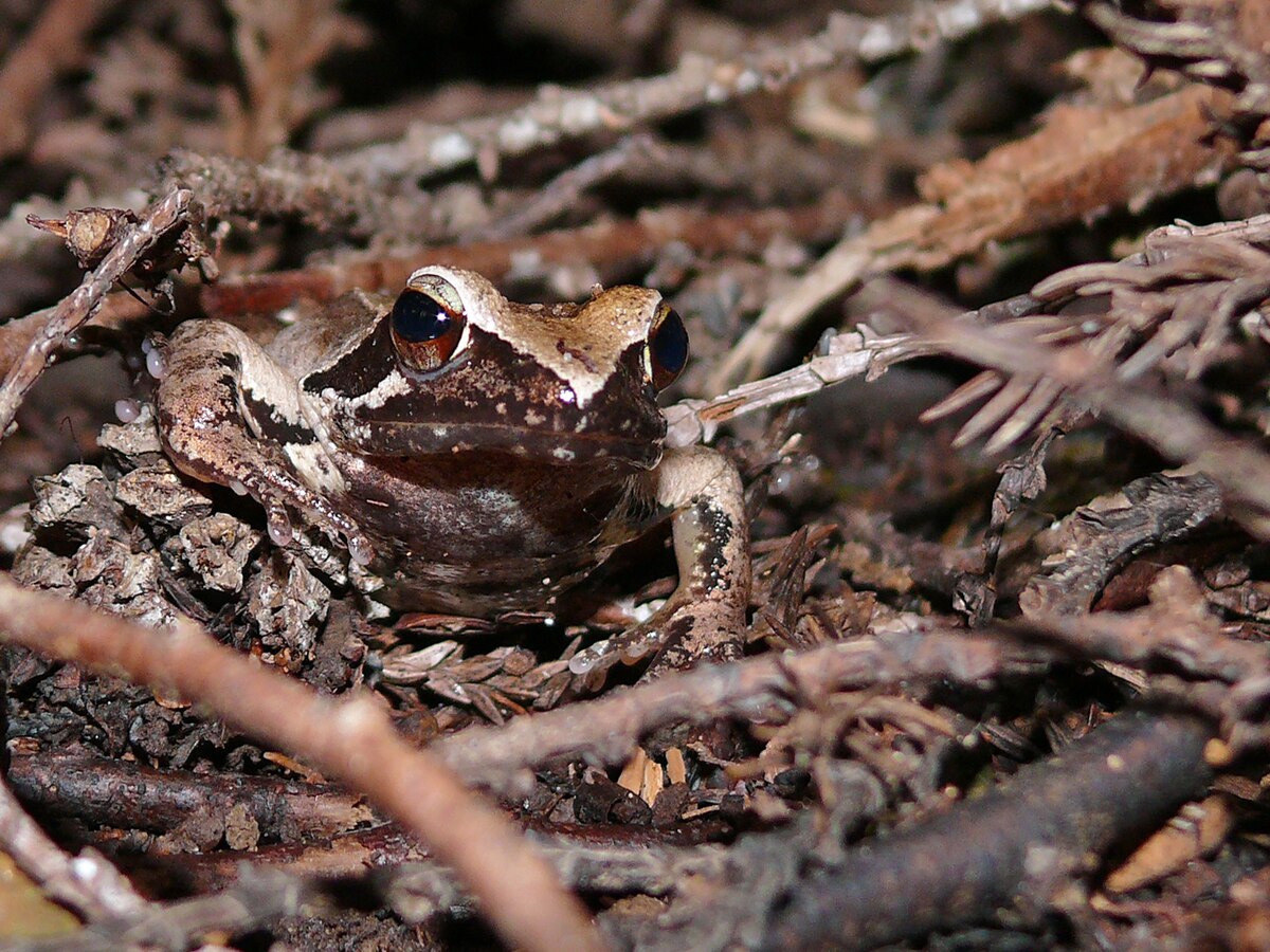 Tago's brown frog - Wikipedia