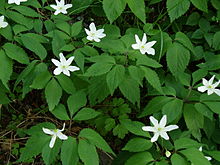 Tapis de Anemone trifoliata (1) .jpg