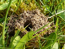 Tawny mining bee (Andrena fulva) nest entrance Tawny Mining Bee nest - Andrena Fulva 2d.jpg