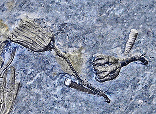 <i>Taxocrinus</i> Extinct genus of crinoids