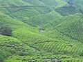Tea plantations - Sg Palas Boh Plantation - Malaysia - Malaysia - panoramio.jpg