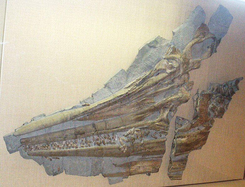 File:Temnodontosaurus.jpg