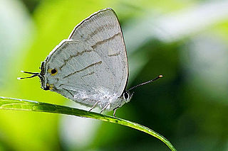 <i>Teratozephyrus</i> Butterfly genus in family Lycaenidae