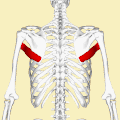 Position of teres major muscle (shown in red). Animation.