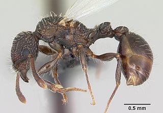 Tetramorium pacificum Species of ant