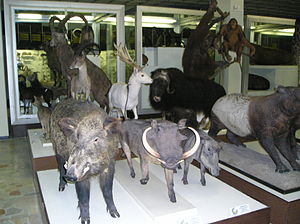 タダス・イヴァナウスカス動物学博物館