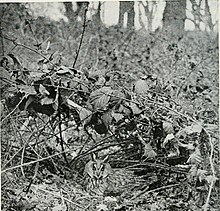 A picture of a rare ground nest in England. The birds of the British Isles and their eggs (1919) (14752611561).jpg