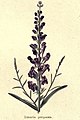 The botanic garden (Plate 9) - Linaria purpurea.jpg