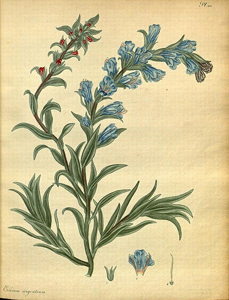 File:The botanist's repository, for new and rare plants (Pl. 154) (7752545846).jpg