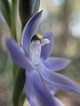 Thelymitra macrophylla side view.jpg