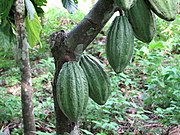 Theobroma cacao Fruit Linne.jpg