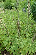 Thermopsis lanceolata kz04.jpg