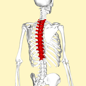 Thoracic vertebrae back3.png