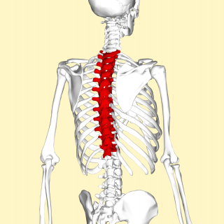 <span class="mw-page-title-main">Thoracic vertebrae</span> Vertebrae between the cervical vertebrae and the lumbar vertebrae