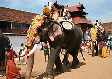 Caparisoned elephants during Sree Poornathrayesa temple festival. The Elephants of Kerala are an integral part of the daily life in Kerala. Thrippunithura-Elephant-end-of-pooram-2 crop.jpg