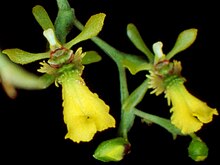 Thysanoglossa organensis.jpg