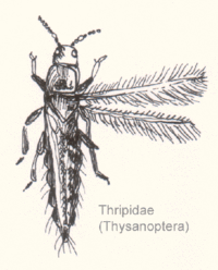 Thysanoptera-thripidae-sp.gif