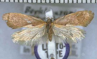 <i>Tingena perichlora</i> Species of moth, endemic to New Zealand