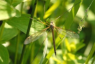 <i>Tipula flavolineata</i> Species of fly