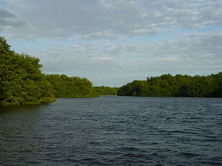 Caroni Swamp