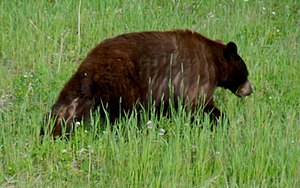 Brown Bear