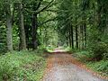 Todtenrode Wald Weg (2).JPG