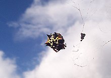 A female on its orb web from the Victorian High Country Topside of jewel spider.jpg