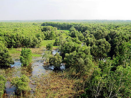 Rừng tràm Trà Sư