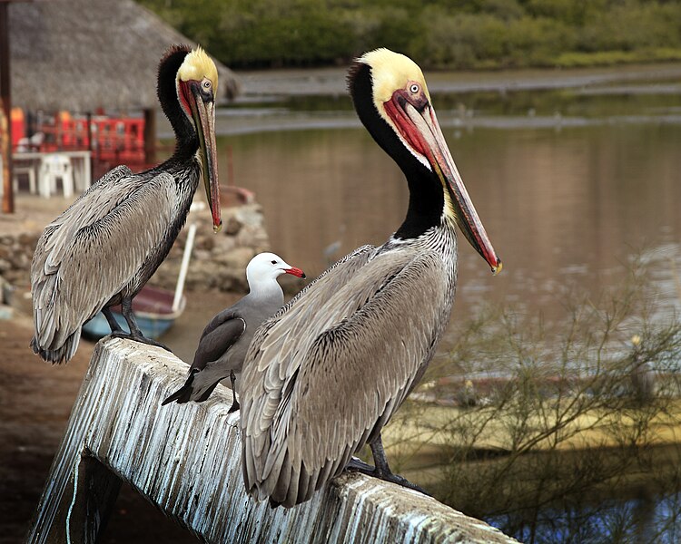 File:Tres amigos - brown pelicans and Heerman's gull in Sonora.jpg