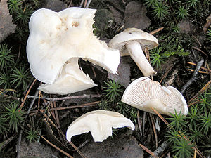 Cheeky knight (Tricholoma lascivum)