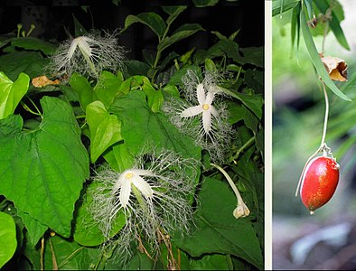 Entfaltete Blütenblätter und Früchte von Trichosanthes ovigera, Zierpflanze in Japan.