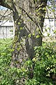 Čeština: Kmen památného stromu Lípa u školy v Lomech, okr. Třebíč. English: Trunk of famous tree Lípa u školy in Lomy, Třebíč District.