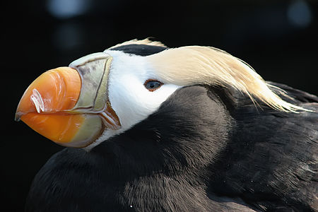 Tufted Puffin (Fratercula cirrhata)