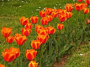 Tulip 00126-27.jpg