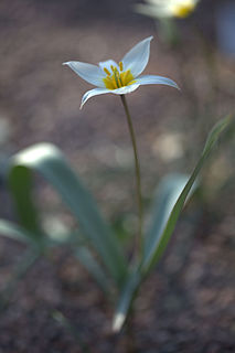 <i>Tulipa polychroma</i> species of plant