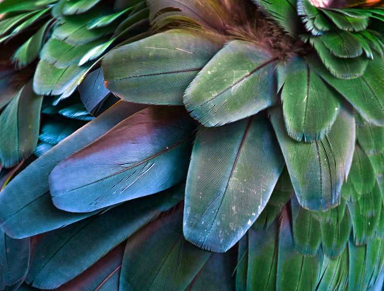 File:Turquoise feathers1d (8305319803).jpg