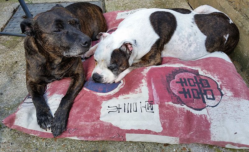 Two Staffordshire Bull Terriers demonstrating what has been described as 'inherent colliagilty.'