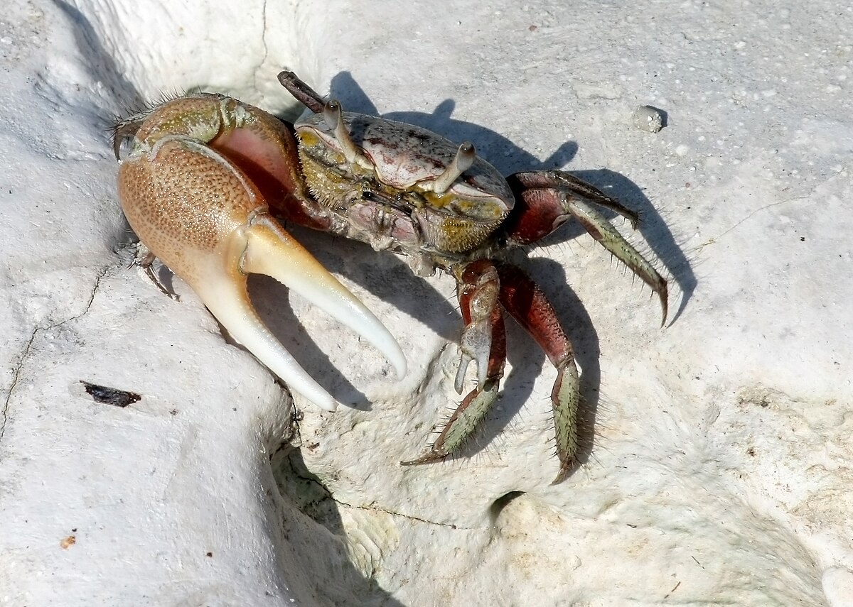 Fiddler crab - Simple English Wikipedia, the free encyclopedia
