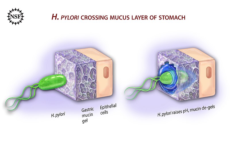 File:Ulcer-causing Bacterium (H.Pylori) Crossing Mucus Layer of Stomach.jpg