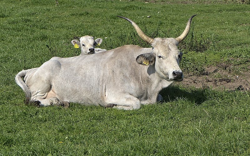 File:Ungarisches Steppenrind, Kuh & Kalb.jpg