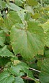 Unidentified grapes, growing in South-East Michigan near Detroit