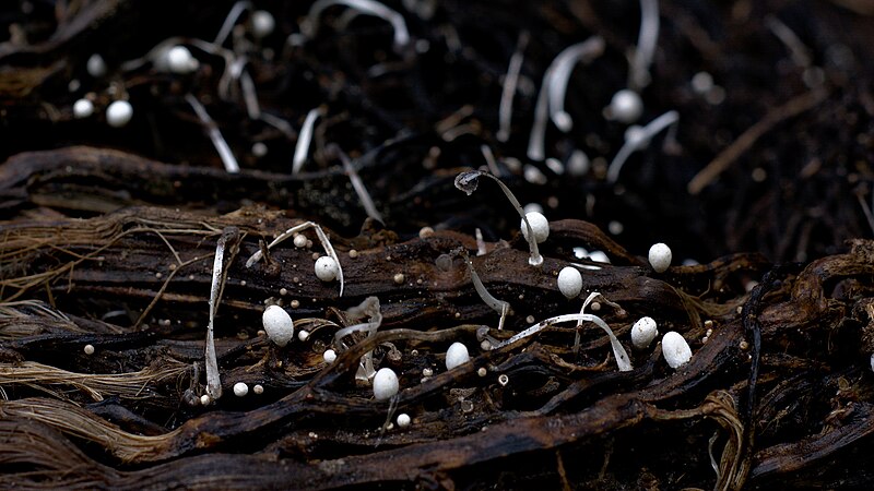 Unidentified Mushroom from a Kerala village.