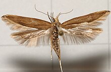 Unknown.moth.mounted.jpg