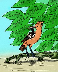 The Saint Helena hoopoe (Upupa antaios) became extinct soon after the island was discovered in 1502. Upupa antaios.JPG