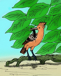 <span class="mw-page-title-main">Saint Helena hoopoe</span> Extinct species of bird