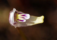 Utricularia violacea