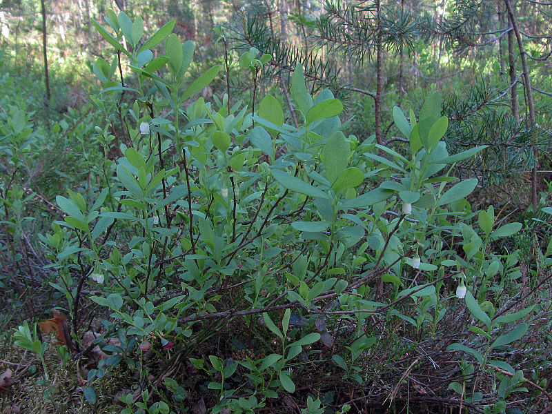 File:Vaccinium uliginosum Oulu, Finland 01.06.2013.jpg